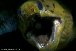 As close as possible :)
Taken with Canon 400D+100mm macr... by Patrick Neumann 